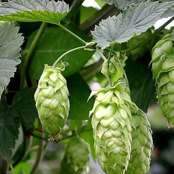 Humulus-lupulus Hoppe plant.